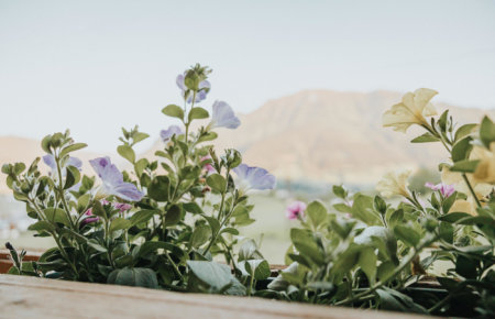 Aussicht vom Balkon, Balkonblumen